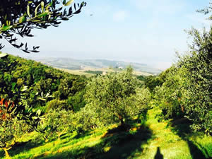 Organic Holidays - Agriturismo Le Capanne, via Camporena 26, 50050 Montaione [FI]. 