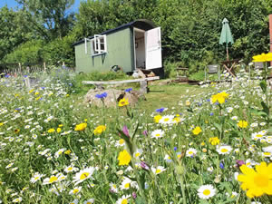 Organic Holidays - East Penrest Shepherd's Hut, East Penrest Farm, Lezant. PL15 9NR