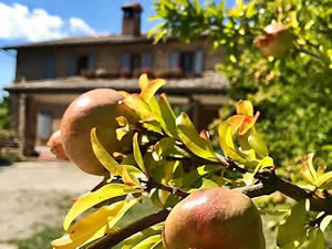 Organic Holidays - Agriturismo La Corte Del Lupo, Localita Pertana 43, 06025 Nocera Umbra [PG]. 
