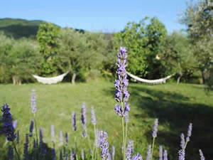 Organic Holidays - Poderaccio Organic Agritourism, Localita San Michele, 15, 50063 Figline Incisa Valdarno [FI]. 