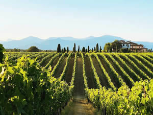 Organic Holidays - Poggio al Casone, via Volpaia 16, 56040 Crespina [PI]. 