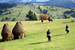 Organic Holidays - Count Kalnoky�s Riding Treks, Woodland, Transylvania. 