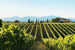 Organic Holidays - Poggio al Casone, via Volpaia 16, 56040 Crespina [PI]. 